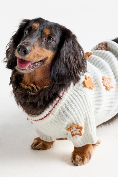 A high-quality, studio-lit portrait of a dachshund wearing a white winter-themed sweater decorated with gingerbread-style star ornaments.