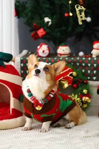 A high-quality lifestyle shot featuring a Corgi wearing a festive red and green knit sweater, set against a decorated Christmas backdrop.