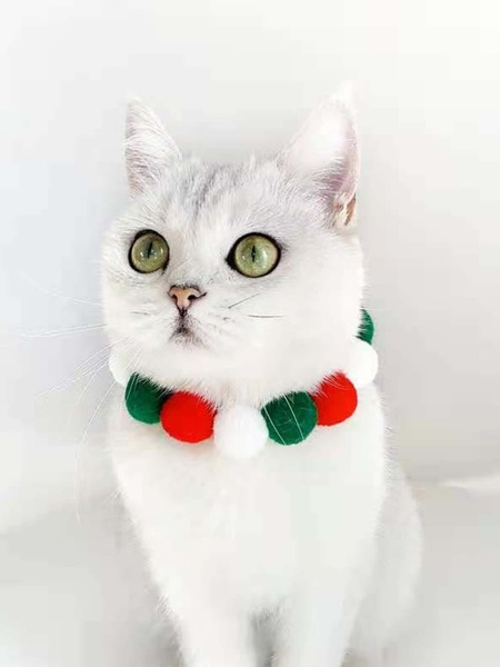 A close-up, high-key studio portrait of a white cat wearing a colorful red, green, and white pom-pom holiday collar.