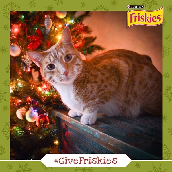 A close-up shot of an orange tabby cat sitting in front of a brightly lit Christmas tree. The creative uses a soft, warm aesthetic to build brand affinity during the holidays.