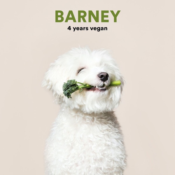 A high-key studio photograph of a white dog holding a piece of raw broccoli in its mouth against a soft beige background.