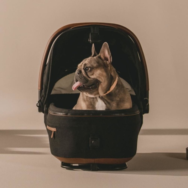 A high-quality, centered studio photograph of a French Bulldog sitting inside a modern, stylish black pet carrier with leather accents.