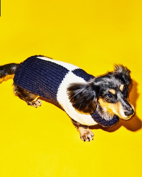 dog sweater, pet knitwear, dog clothing, winter dog apparel, knitted pet sweater, new arrival, minimalist, playful, energetic, yellow