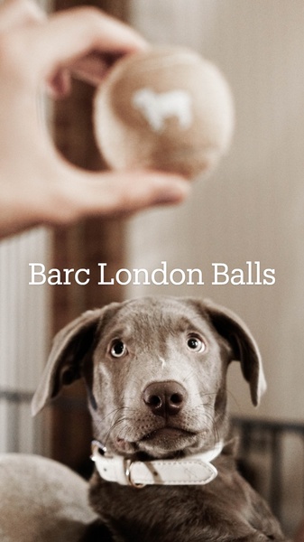 A 9:16 vertical social ad featuring a dog looking up at a branded pet ball held by a human hand, emphasizing a clear product-pet connection.