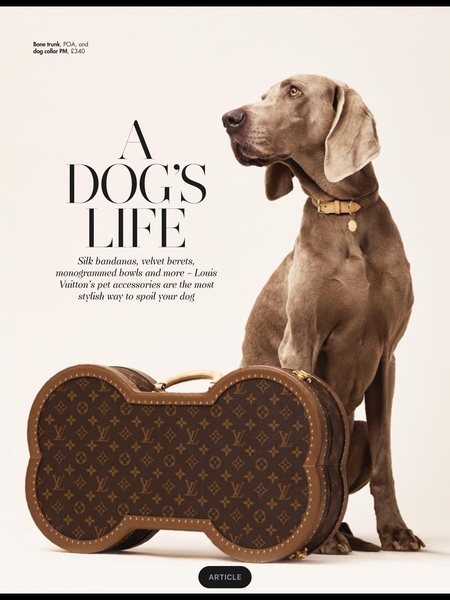 This ad features a Weimaraner sitting beside a custom, bone-shaped trunk, highlighting luxury pet accessories through a sophisticated, clean aesthetic.
