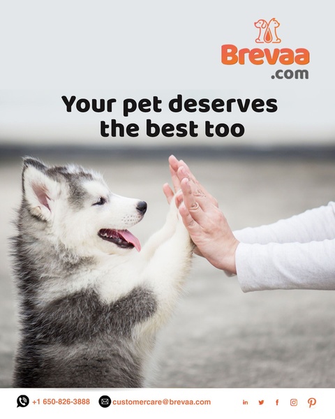 A high-five moment between a puppy and a human owner, emphasizing deep emotional connection and quality of care.