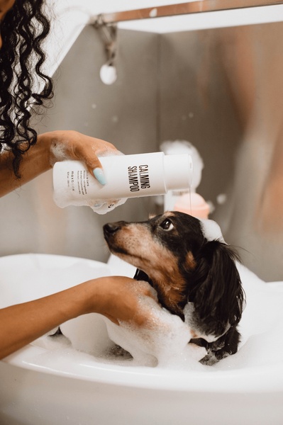 A high-angle shot showing a person gently bathing a small dog with professional-grade calming shampoo in a clean, bright setting.