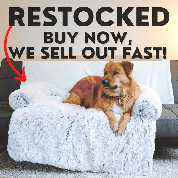 A 1:1 square static ad for a plush dog sofa bed using a direct restock headline to drive immediate purchase behavior.