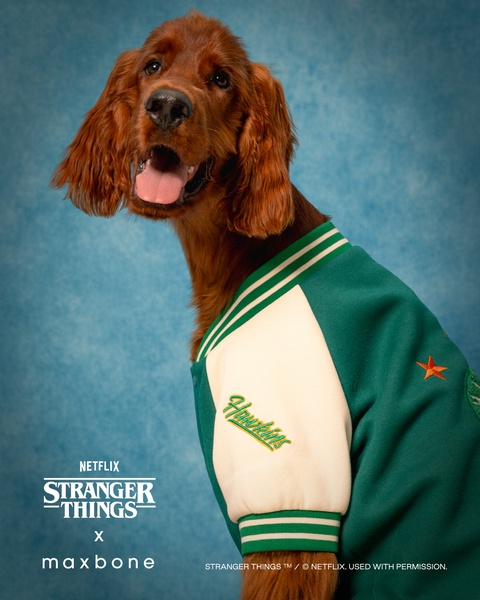 dog jacket, pet apparel, dog varsity jacket, dog clothing, pet outerwear, brand awareness, lifestyle, playful, fresh, blue, green, neutral