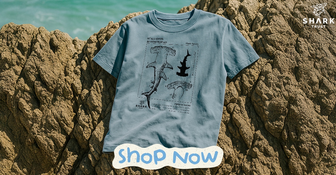 graphic t-shirt, cotton t-shirt, casual tee, crew neck shirt, short sleeve shirt, brand awareness, lifestyle, fresh, calm, blue, neutral