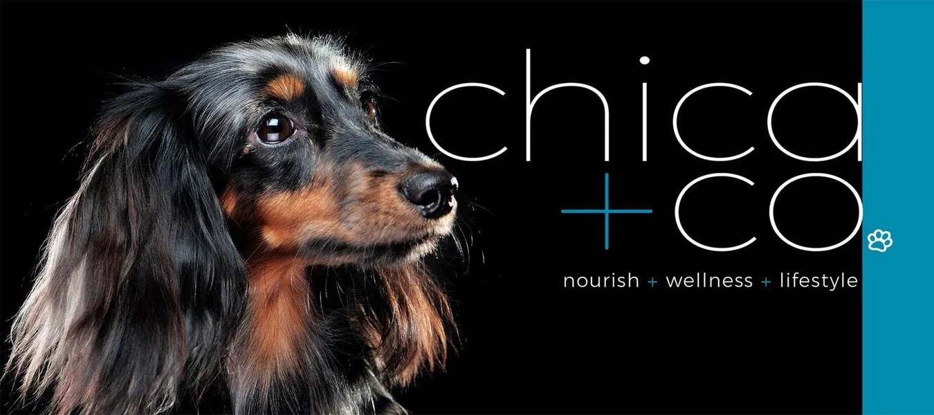 A high-end, studio-lit portrait of a long-haired dog against a deep black background, paired with clean typography for a premium pet brand identity.