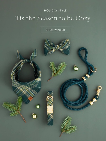 A curated flat lay of pet accessories including a bandana, collar, bow tie, and rope leash arranged with winter greenery on a solid muted green background.
