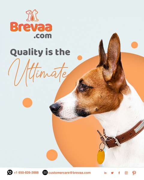 A clean, high-contrast ad featuring a close-up of a dog wearing a premium collar with a brand-focused message about quality.