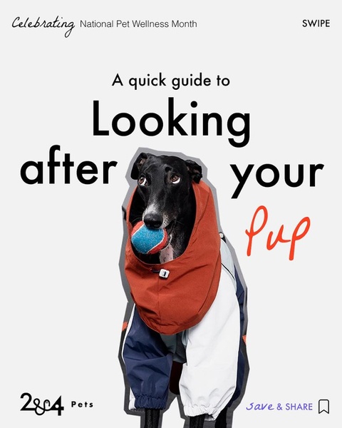 dog jacket, dog raincoat, dog clothing, pet apparel, dog coat, dog outfit, brand awareness, new arrival, editorial, modern typography, playful, fresh, neutral, red, black