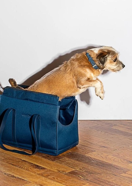 A high-contrast studio shot showing a dog jumping out of a sleek navy pet carrier, emphasizing product utility through a clean, simple visual narrative.
